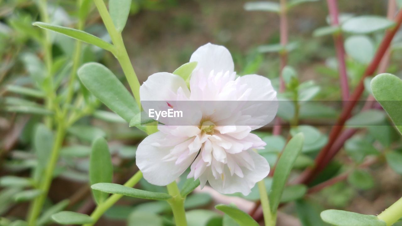 CLOSE-UP OF WHITE FLOWERS