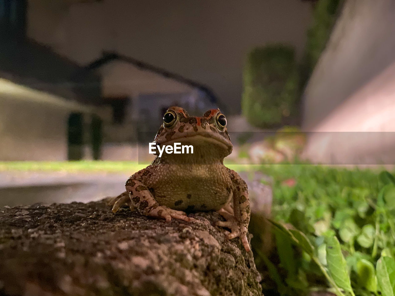 Close-up of frog on rock