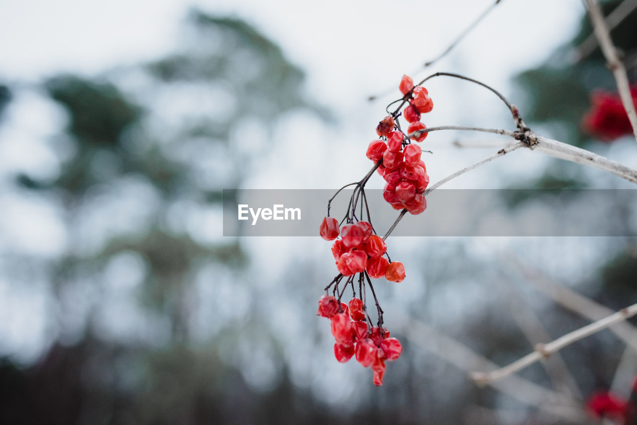 CLOSE-UP OF RED BERRIES ON PLANT