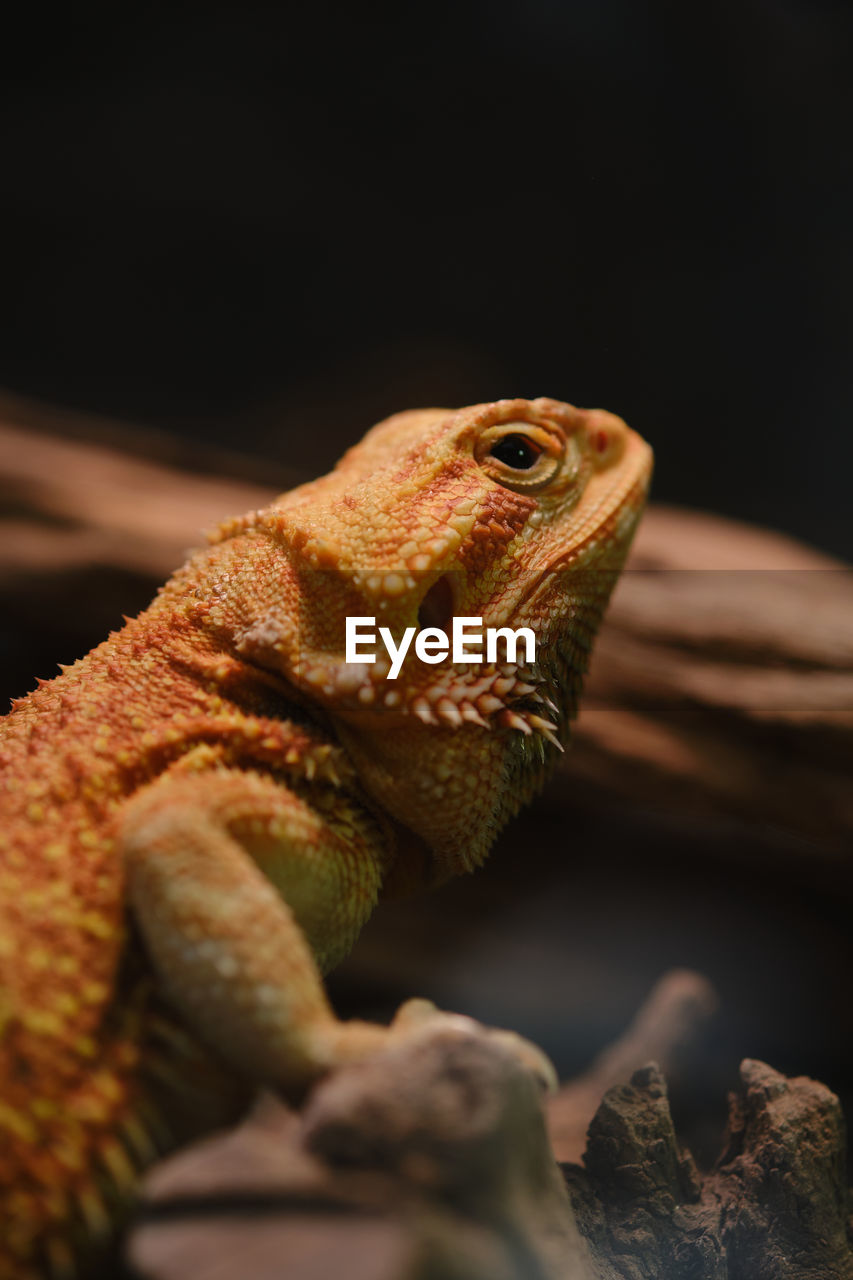 CLOSE-UP OF LIZARD IN A MOUTH