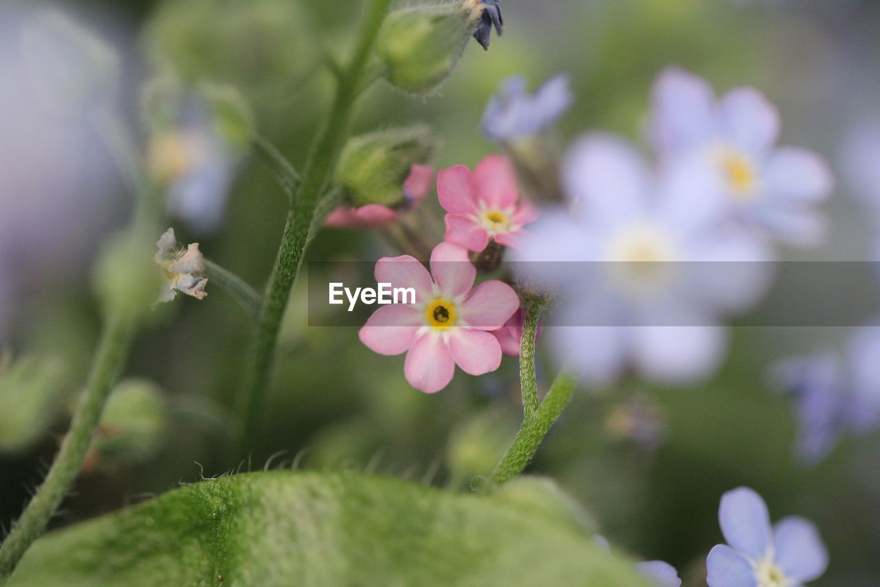 Close-up of flowers blooming outdoors