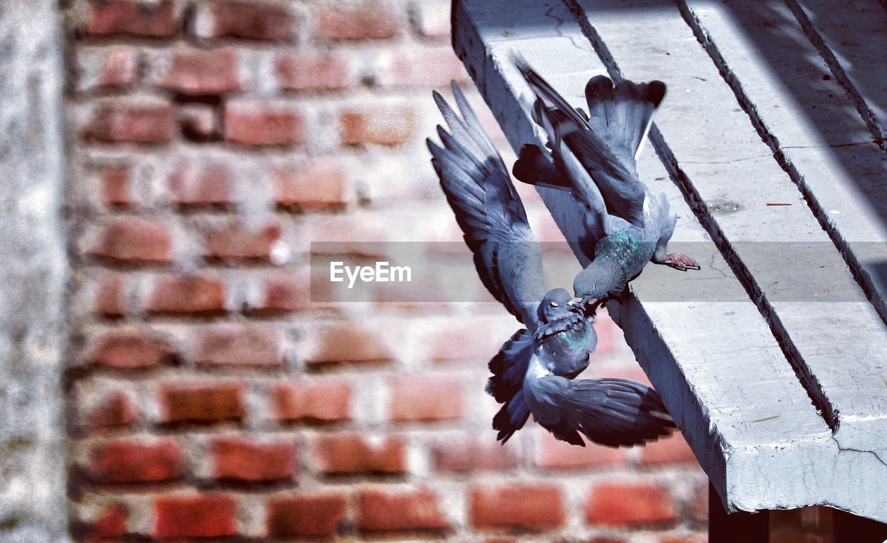 Close-up of pigeon on wall