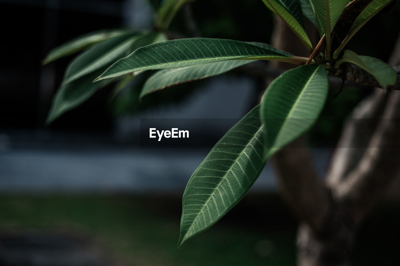 CLOSE-UP OF LEAVES ON PLANT