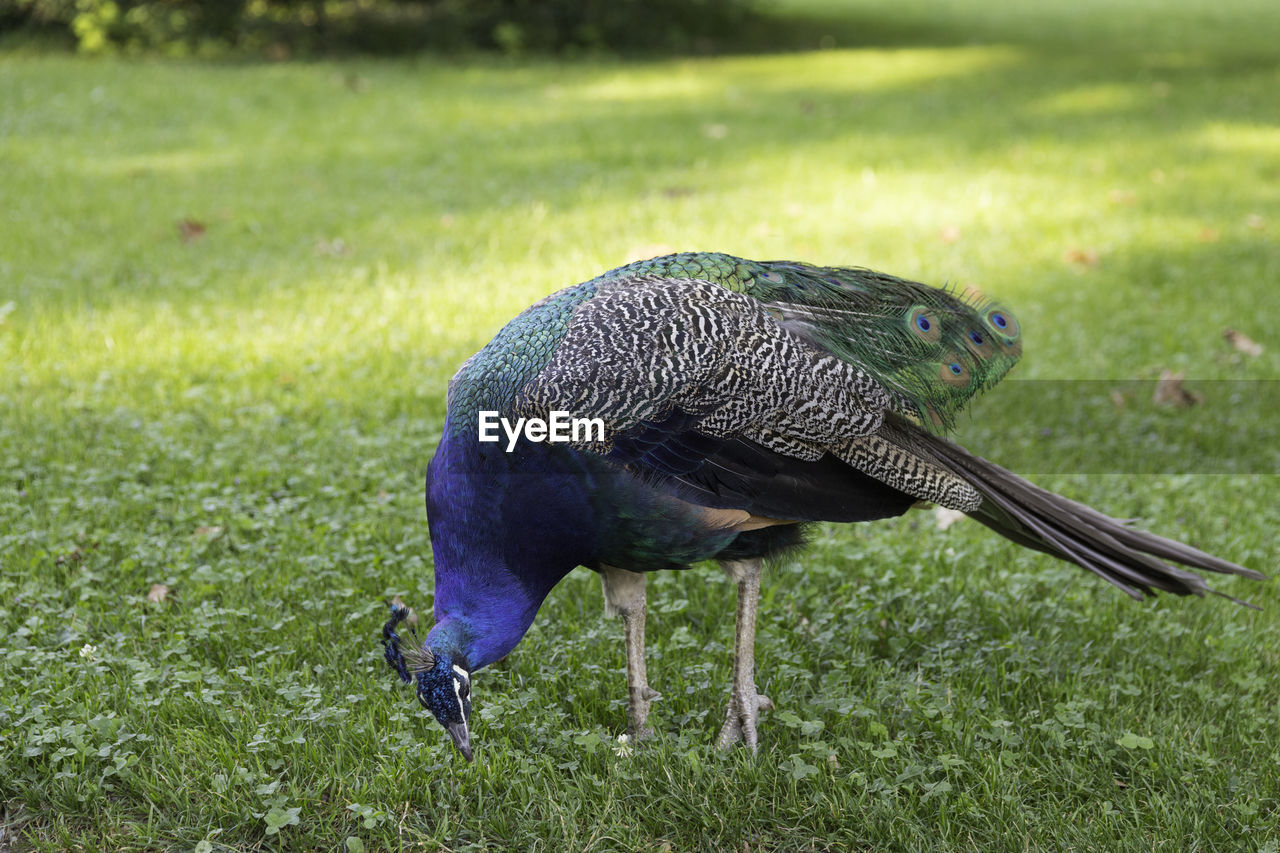 View of a peacock