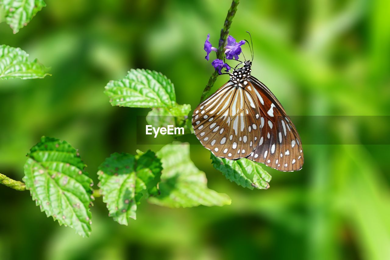 BUTTERFLY POLLINATING ON FLOWER