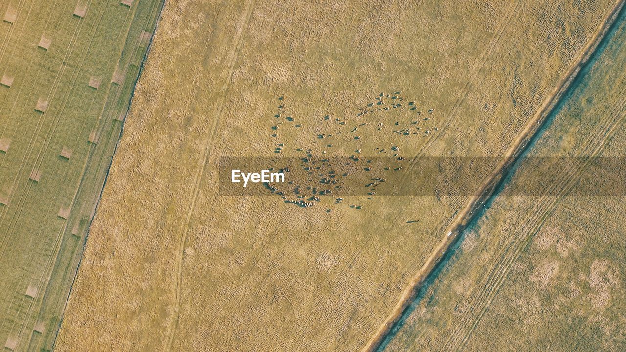 Aerial view of sheep grazing on field