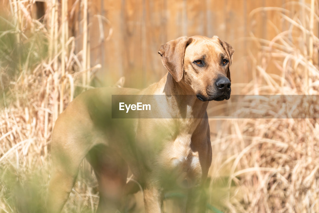 Rhodesian ridgeback in dry grass scenery