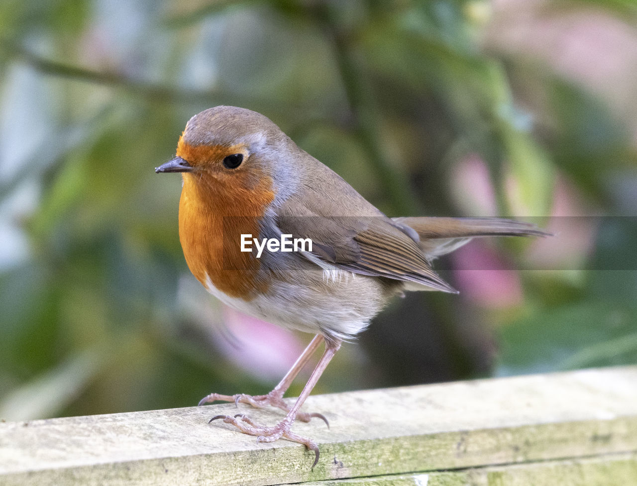 CLOSE-UP OF A BIRD