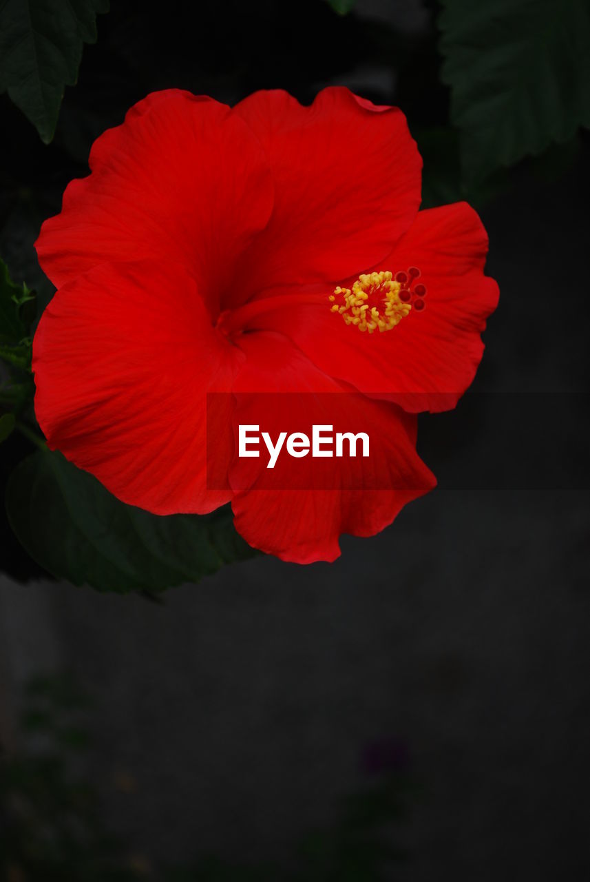 CLOSE-UP OF RED HIBISCUS BLOOMING AGAINST BLACK