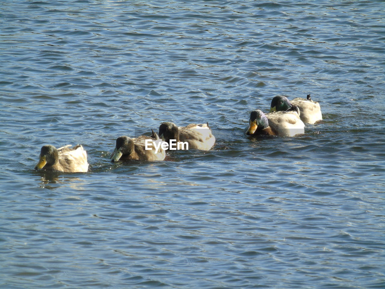 VIEW OF DUCKS SWIMMING ON LAKE