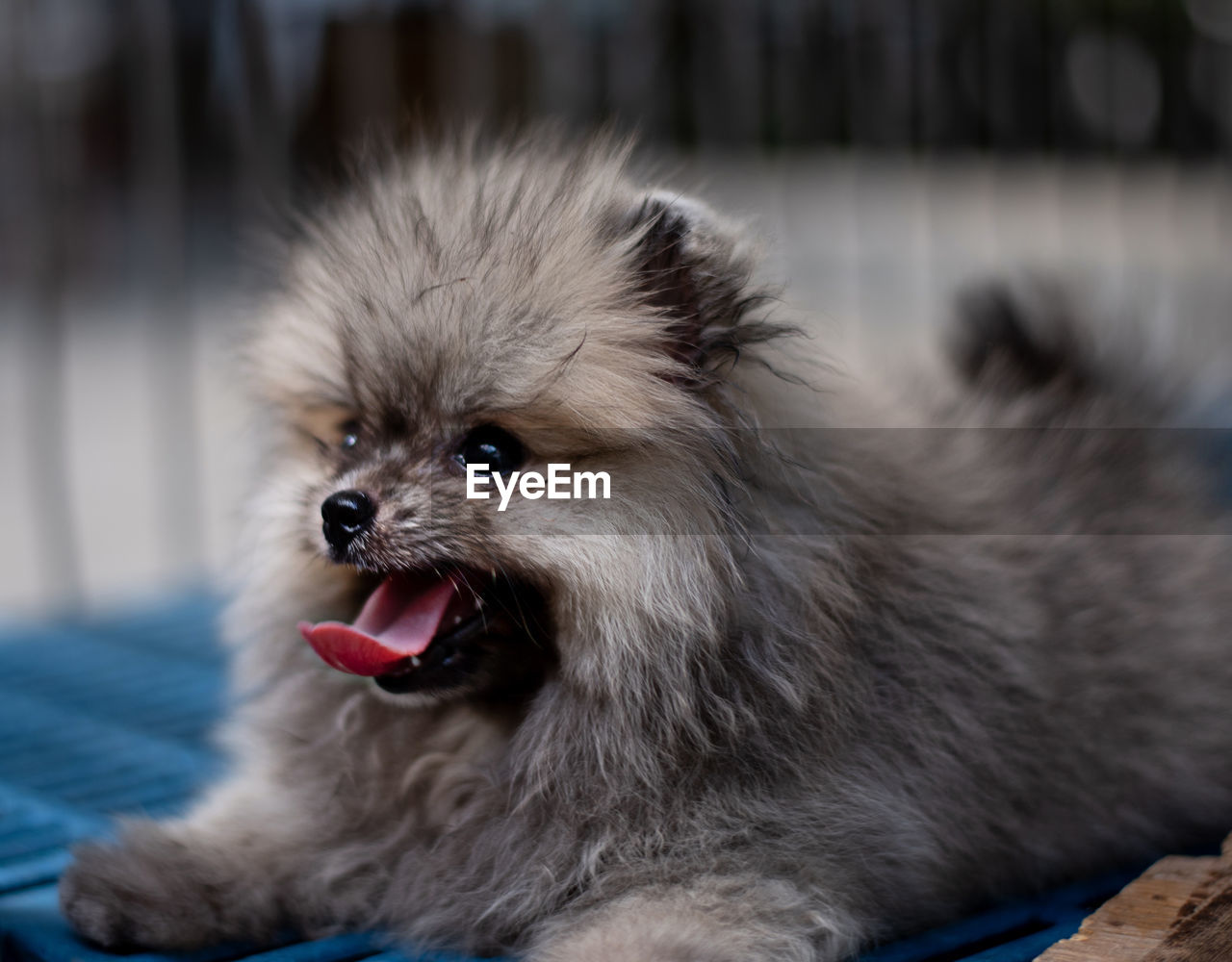 Dark brown fluffy pomeranian puppy lying in the cage with smile