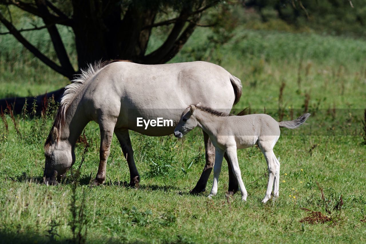 Horse and foal grazing on field