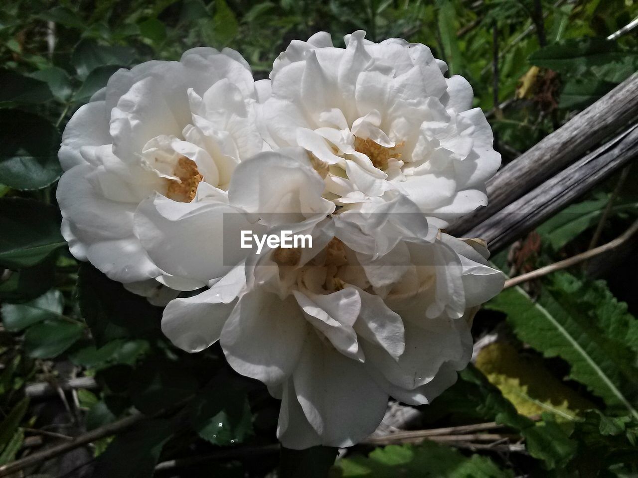 Close-up of white flowers