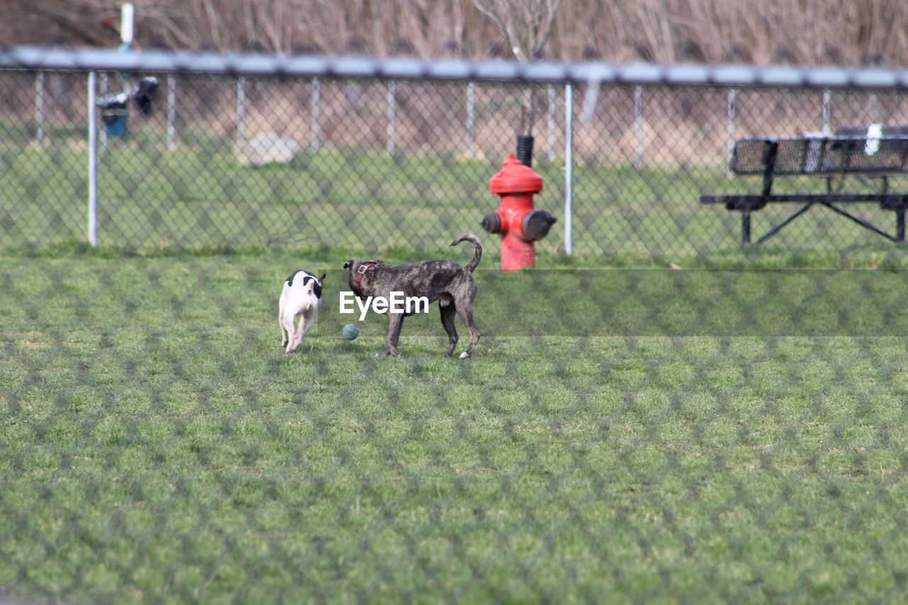 Dogs playing with ball on field seen through fence