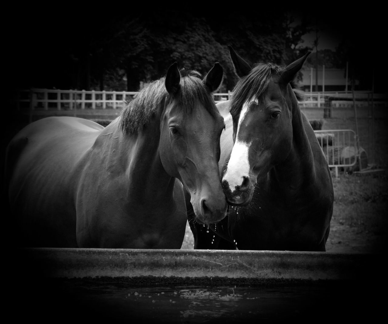 Portrait of two horse