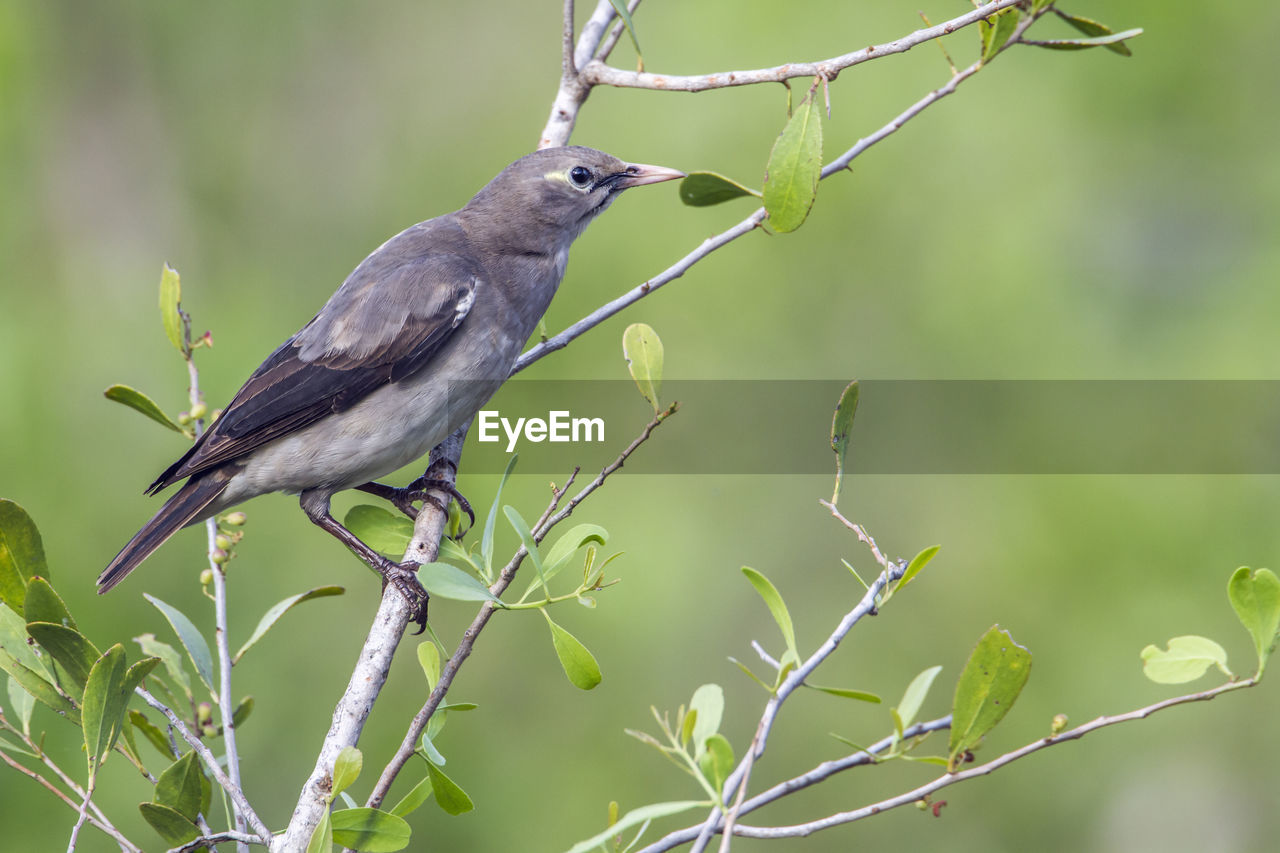 CLOSE-UP OF BIRD PERCHING ON PLANT