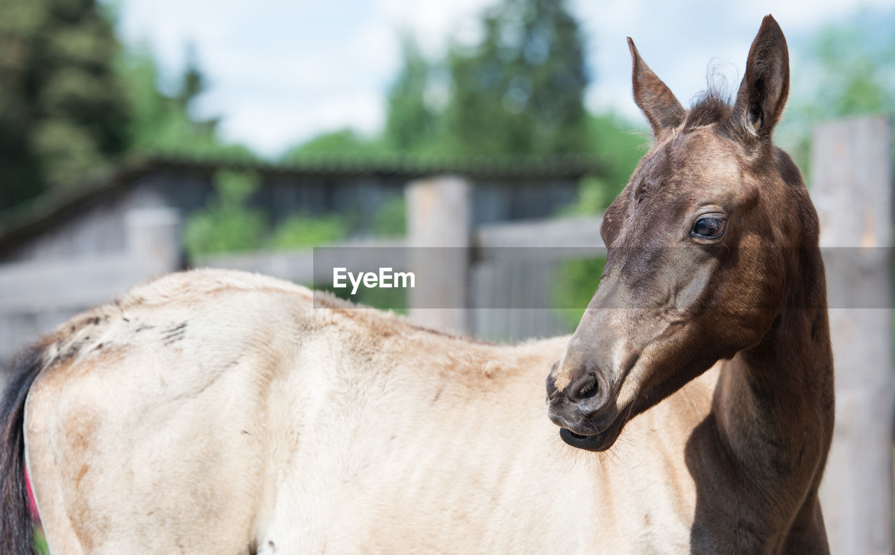 CLOSE-UP OF HORSE ON TREE AGAINST SKY