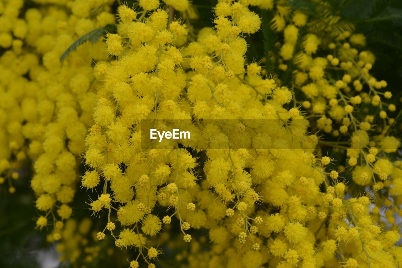 Close-up of yellow flowers