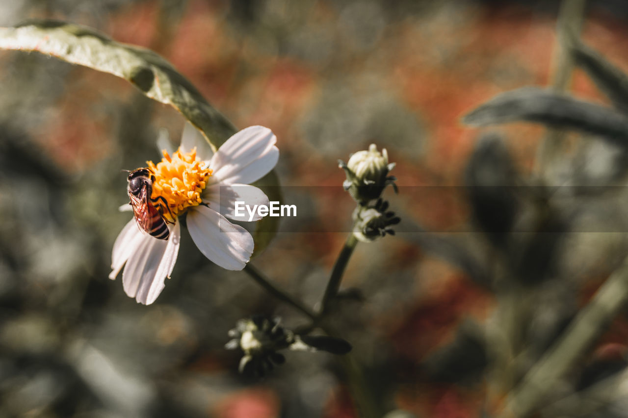 CLOSE-UP OF HONEY BEE POLLINATING ON FRESH FLOWER