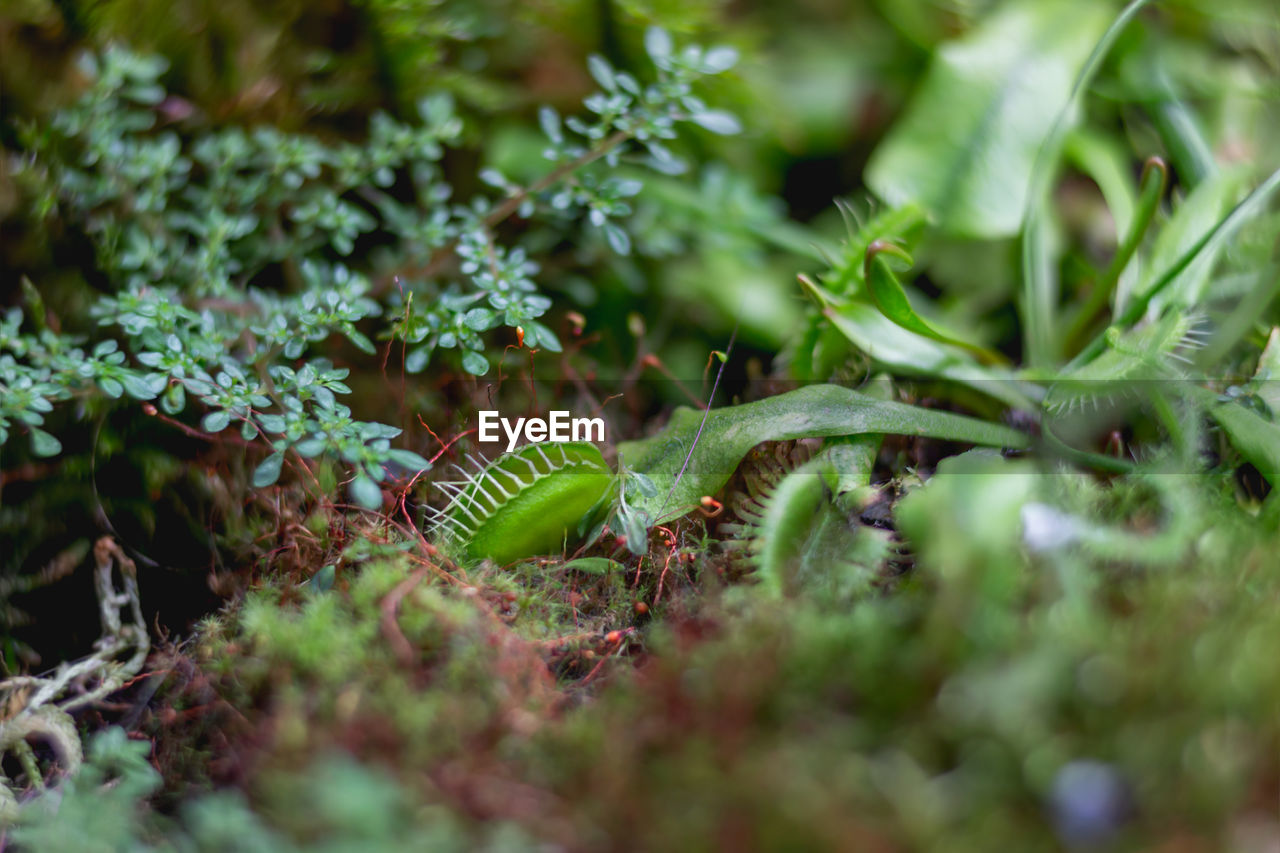 green, plant, nature, flower, selective focus, leaf, macro photography, no people, grass, growth, animal wildlife, animal, animal themes, plant part, land, beauty in nature, forest, food, close-up, outdoors, day, environment, tree, food and drink, wildlife, ferns and horsetails, rainforest, one animal, vegetable, fern