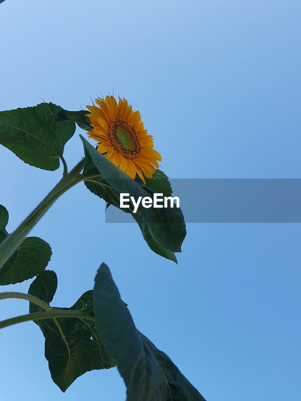 LOW ANGLE VIEW OF FLOWER PLANT AGAINST CLEAR SKY