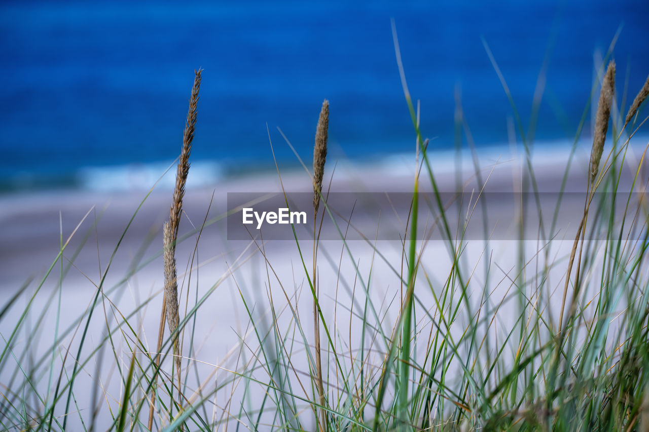 grass, plant, sea, water, nature, land, beach, no people, beauty in nature, sunlight, tranquility, growth, focus on foreground, day, natural environment, sky, scenics - nature, outdoors, grassland, tranquil scene, green, prairie, close-up, blue, marram grass, flower, wind, sand, environment, landscape