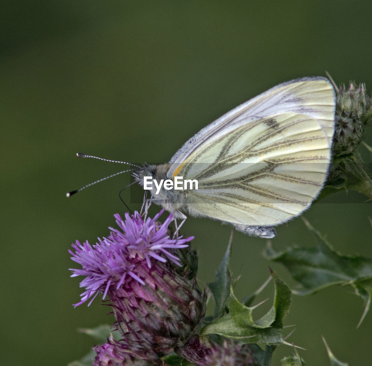 BUTTERFLY ON PURPLE FLOWER