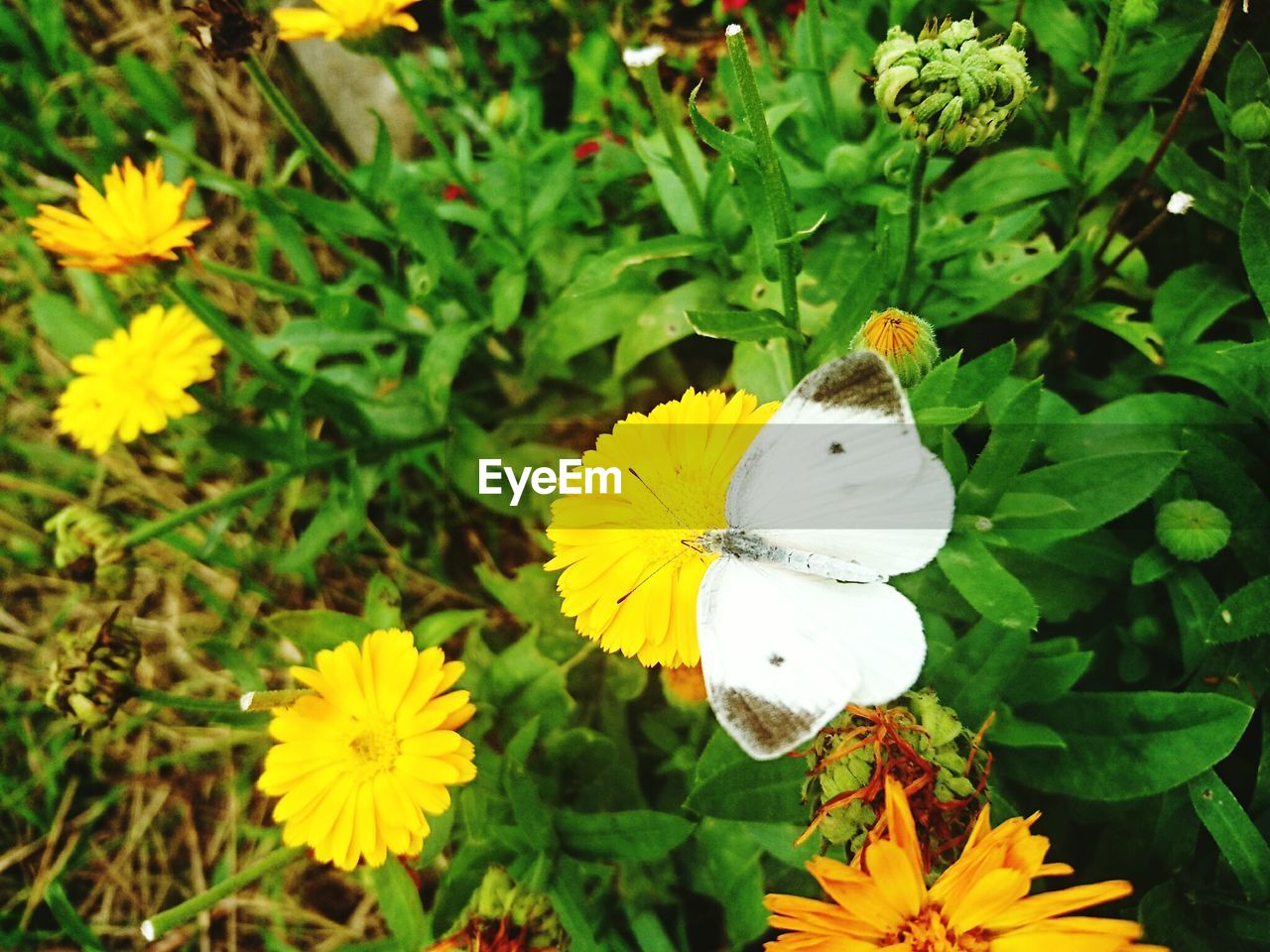 CLOSE-UP OF BUTTERFLY POLLINATING ON YELLOW FLOWER