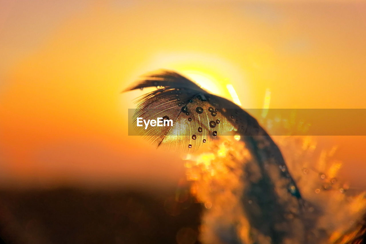 Close-up of wet feather against sky during sunset