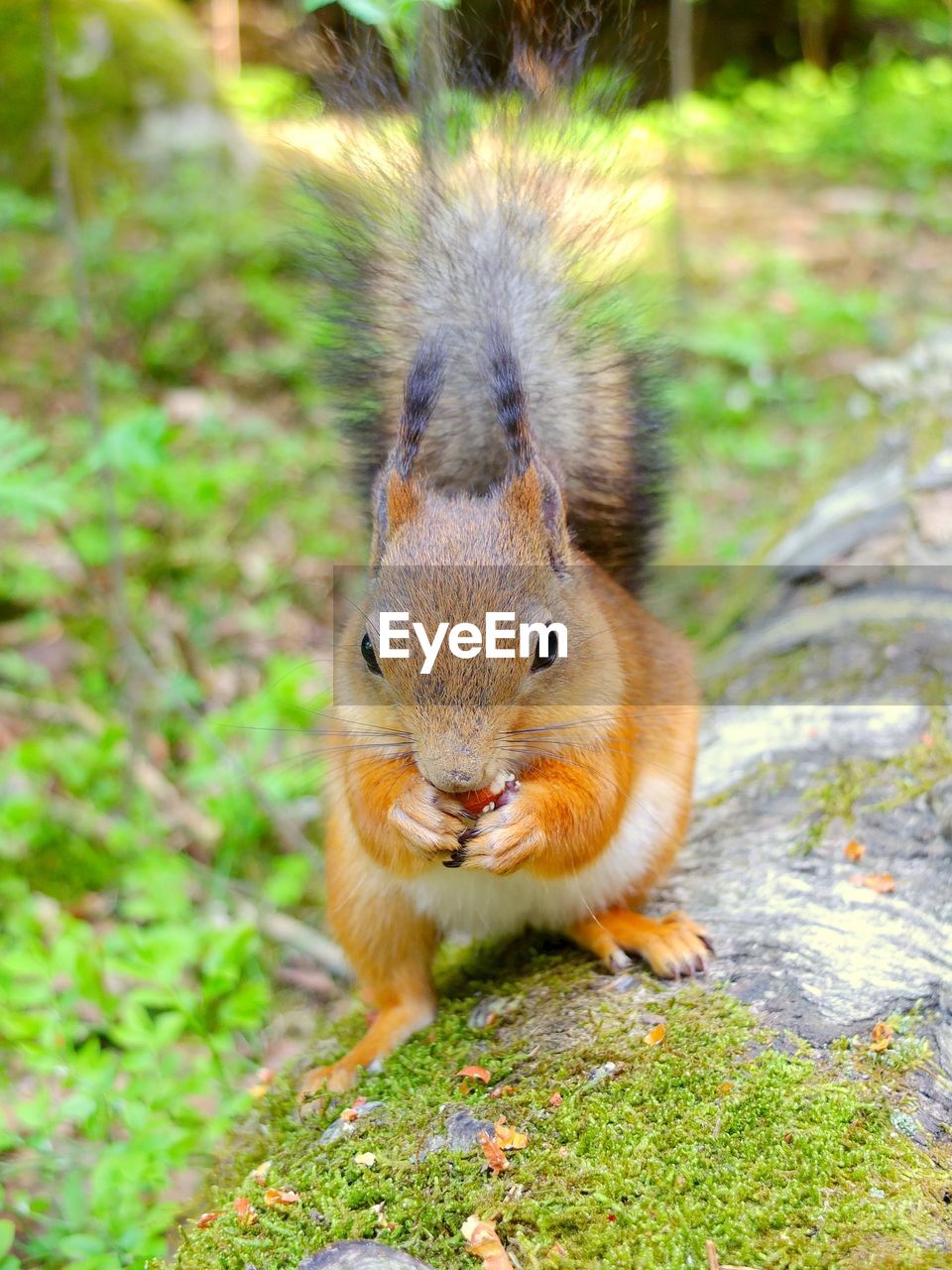 CLOSE-UP OF SQUIRREL