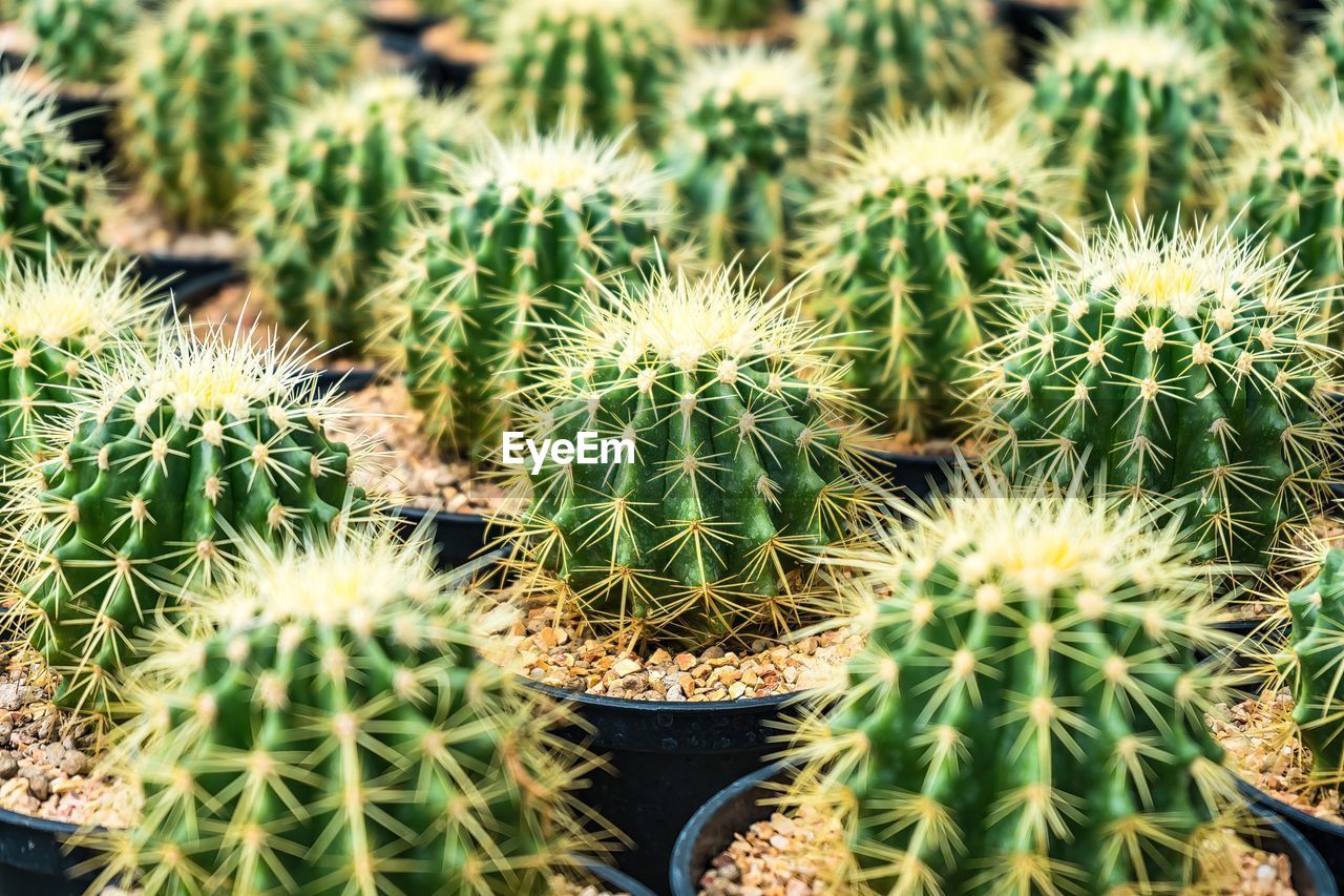 cactus, succulent plant, green, thorn, plant, growth, spiked, nature, sharp, no people, beauty in nature, sign, close-up, backgrounds, flower, full frame, barrel cactus, outdoors, day, communication, land, warning sign, houseplant, field, scenics - nature, potted plant, environment