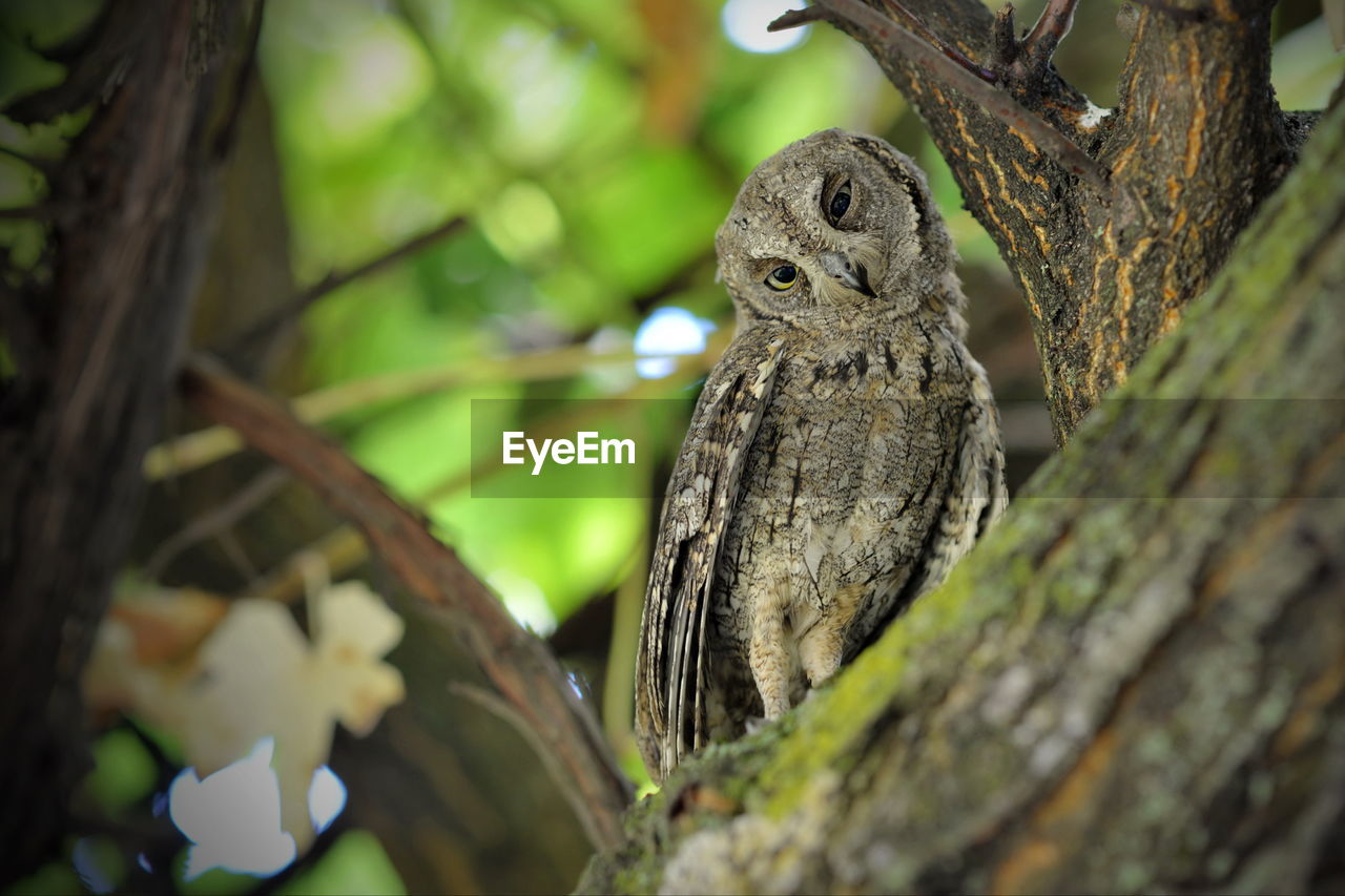 Close-up of a owl bird on tree