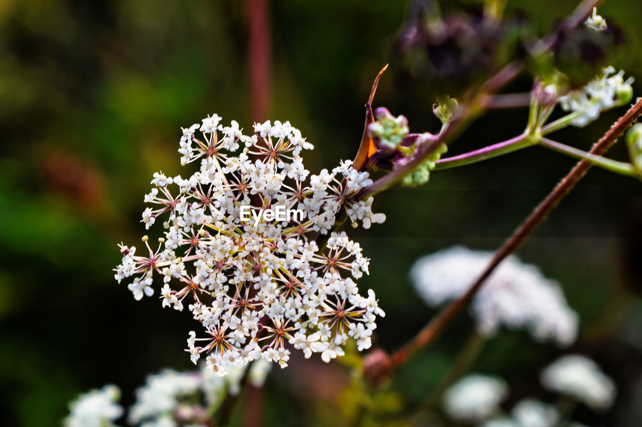 Close-up of cherry blossom plant