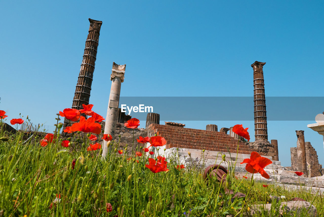 Red flowering plants on field against sky