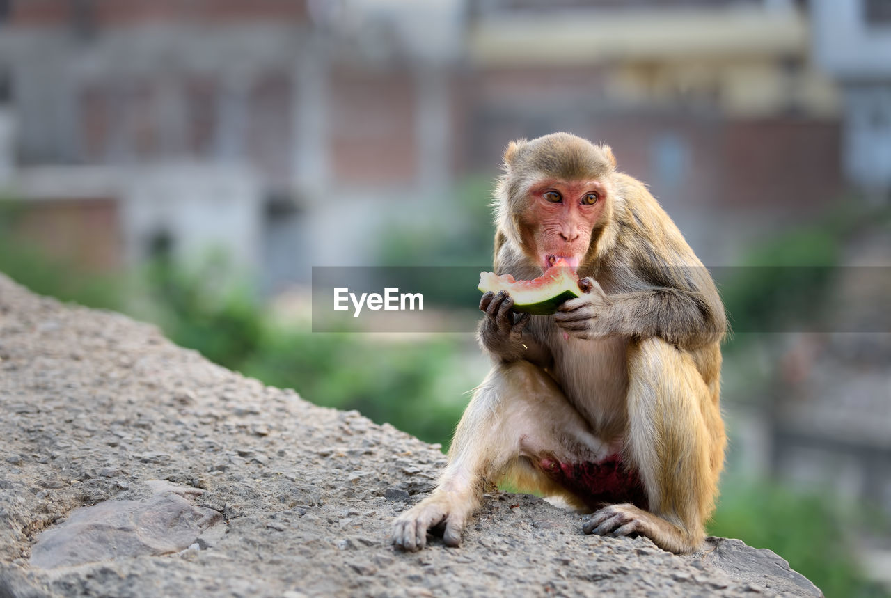 Monkey eating watermelon