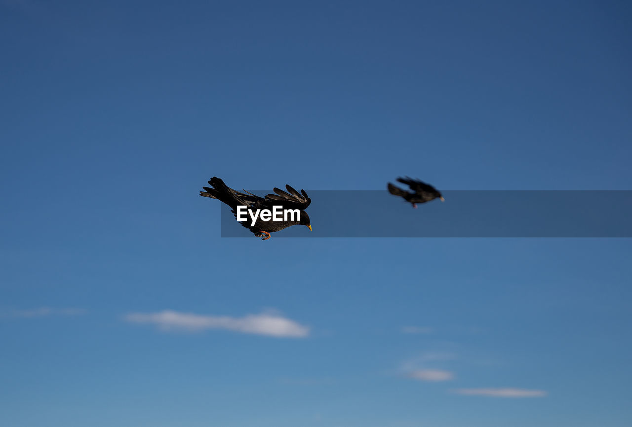 low angle view of bird flying against sky