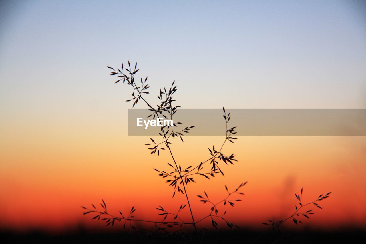 SILHOUETTE OF BIRDS FLYING AGAINST CLEAR SKY