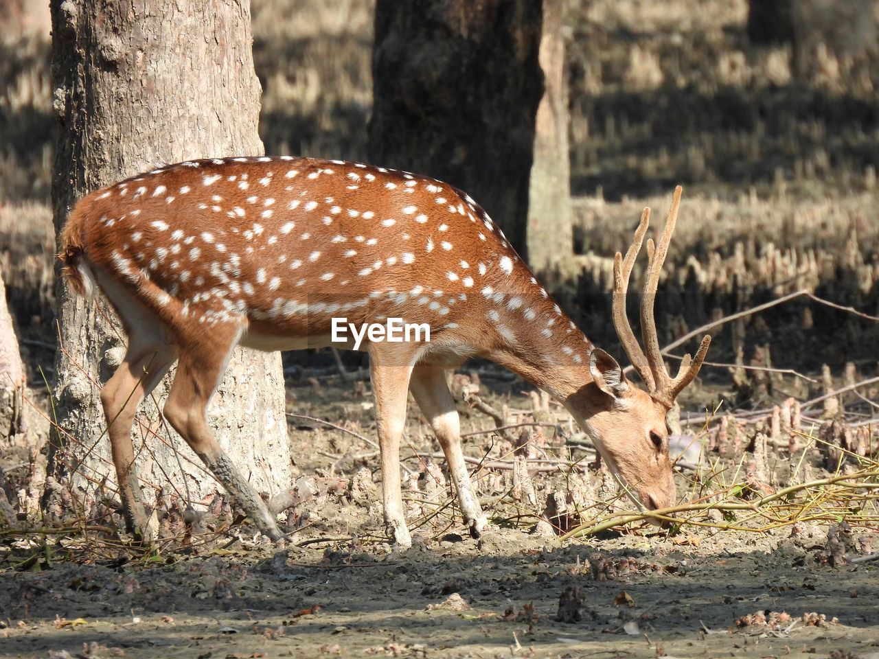 CLOSE-UP OF DEER IN A FIELD