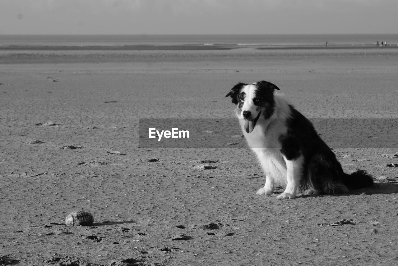 Australian shepherd at beach against sky