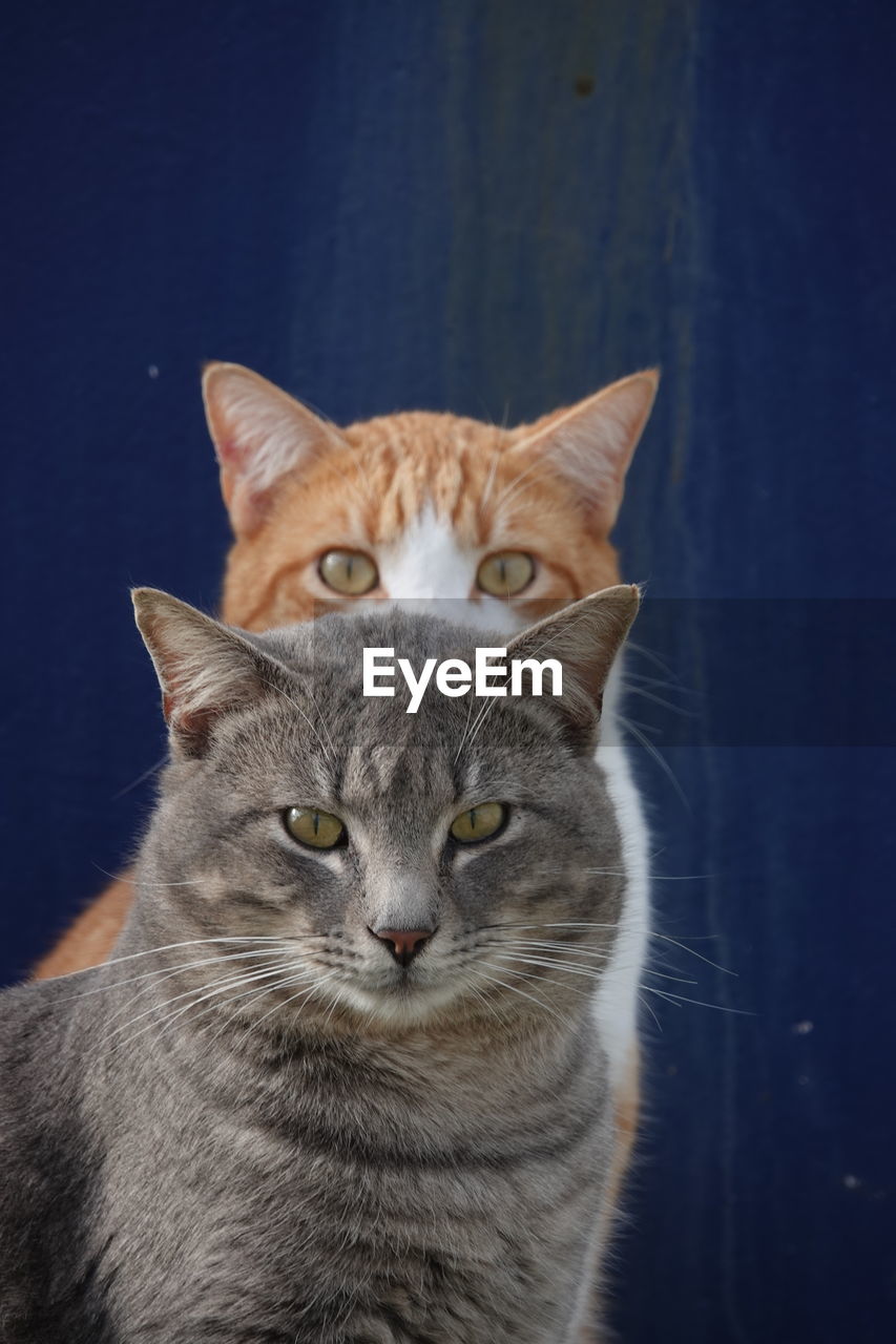 pet, cat, animal, animal themes, domestic cat, mammal, feline, domestic animals, one animal, whiskers, small to medium-sized cats, portrait, felidae, no people, animal body part, looking at camera, nose, close-up, carnivore, indoors, looking, relaxation