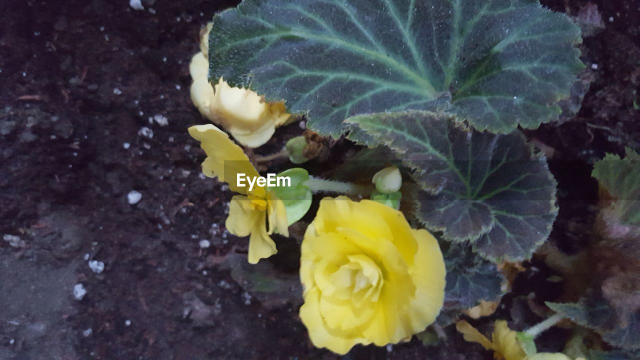 CLOSE-UP OF YELLOW FLOWER