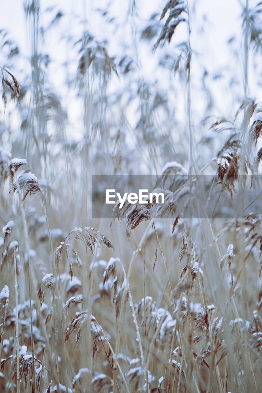 Close-up of plants on field during winter