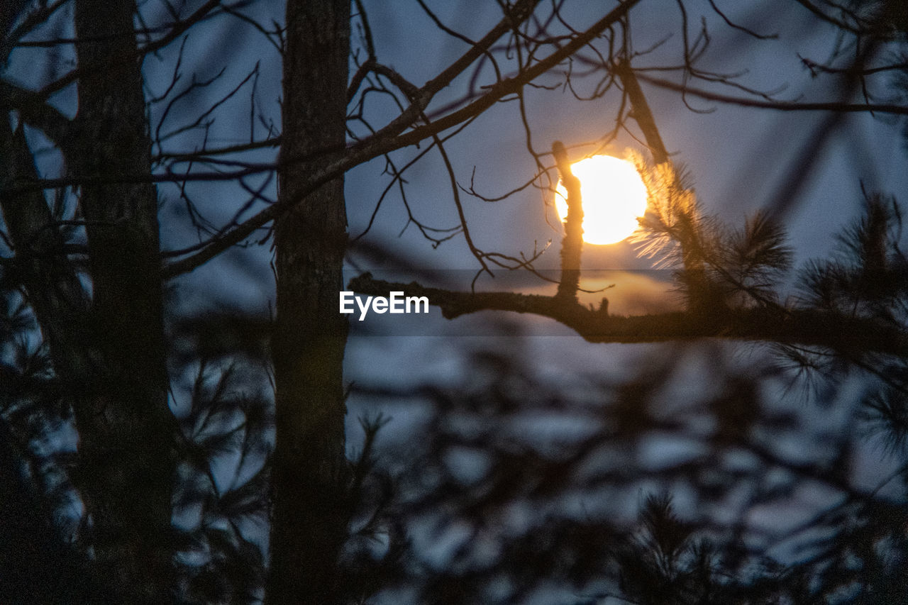 SUNLIGHT STREAMING THROUGH TREES AT SUNSET