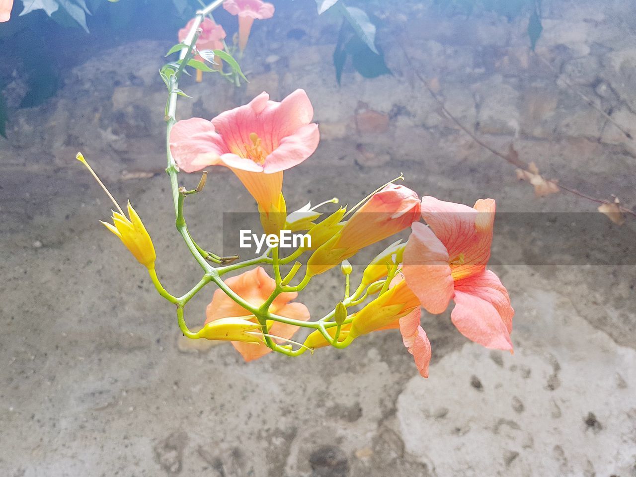 HIGH ANGLE VIEW OF PINK FLOWERING PLANTS