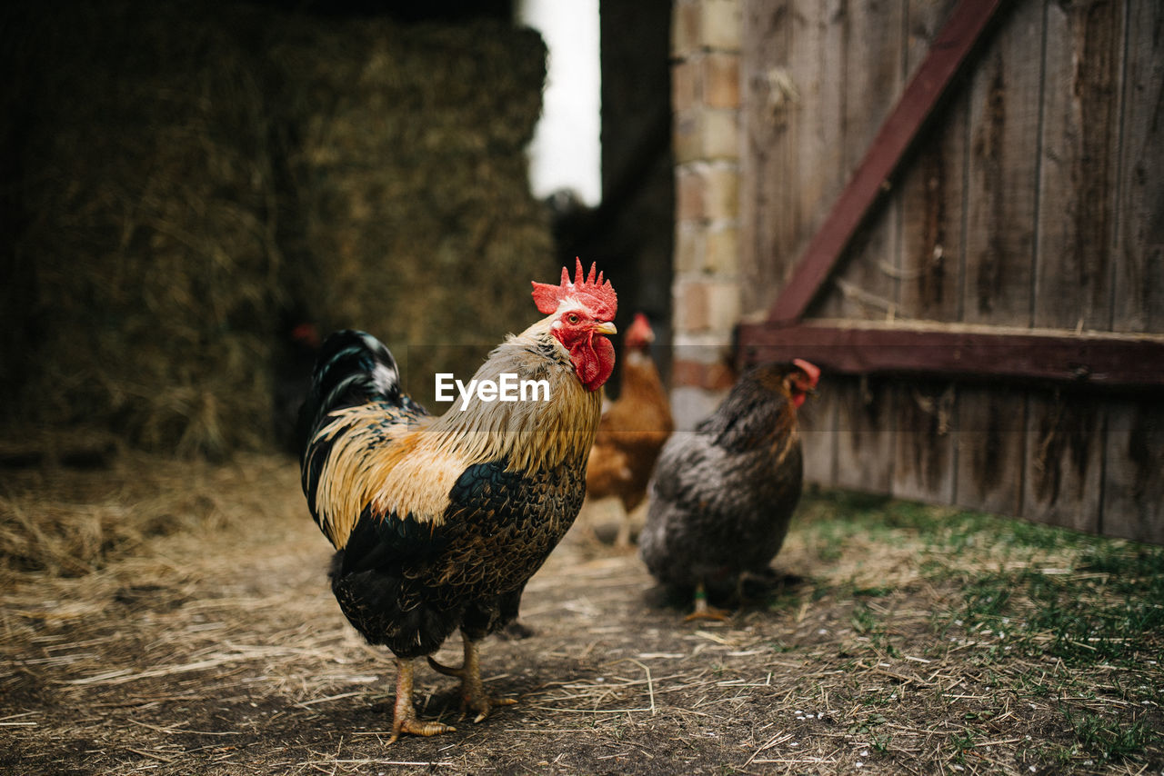 rooster on grassy field