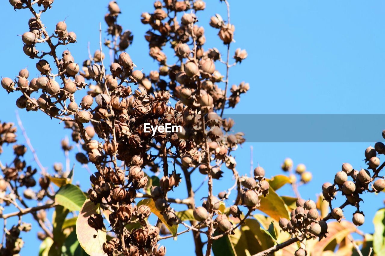 Close-up of crepe myrtle tree against blue sky
