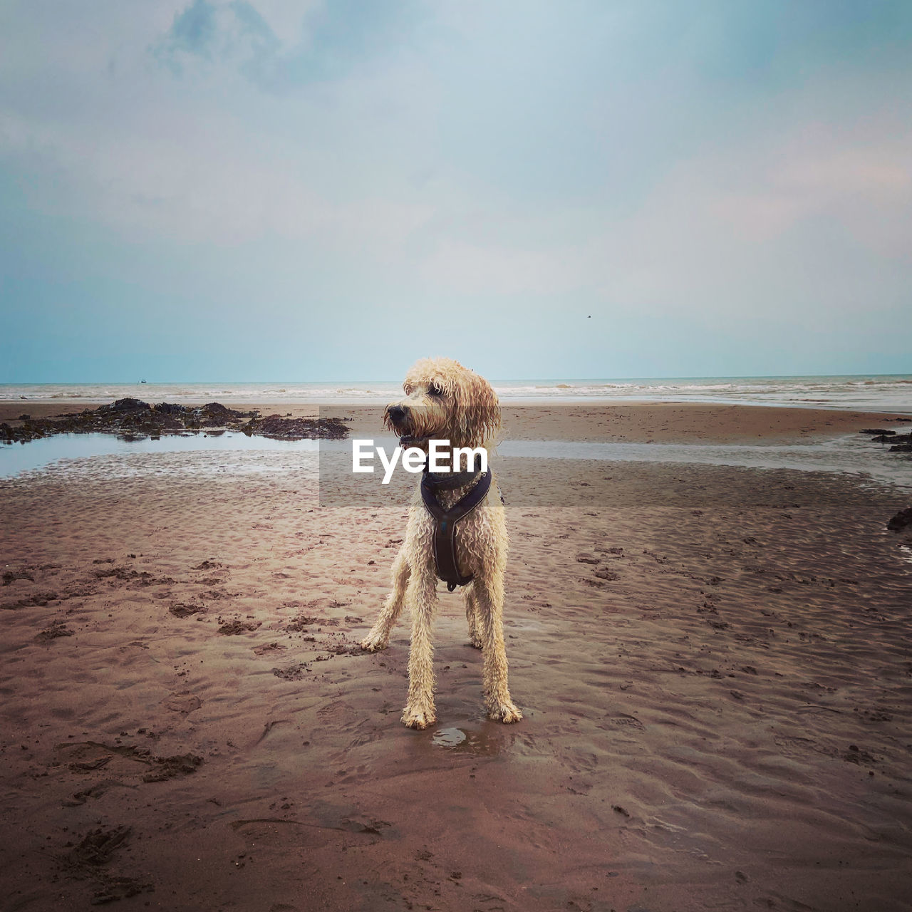 Labradoodle on beach 