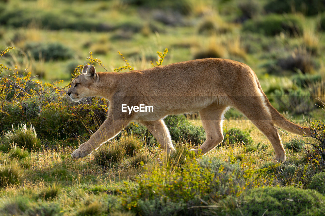 animal, animal themes, mammal, animal wildlife, wildlife, one animal, no people, side view, grass, nature, plant, full length, outdoors, animals hunting, grassland, feline, deer, carnivora, day