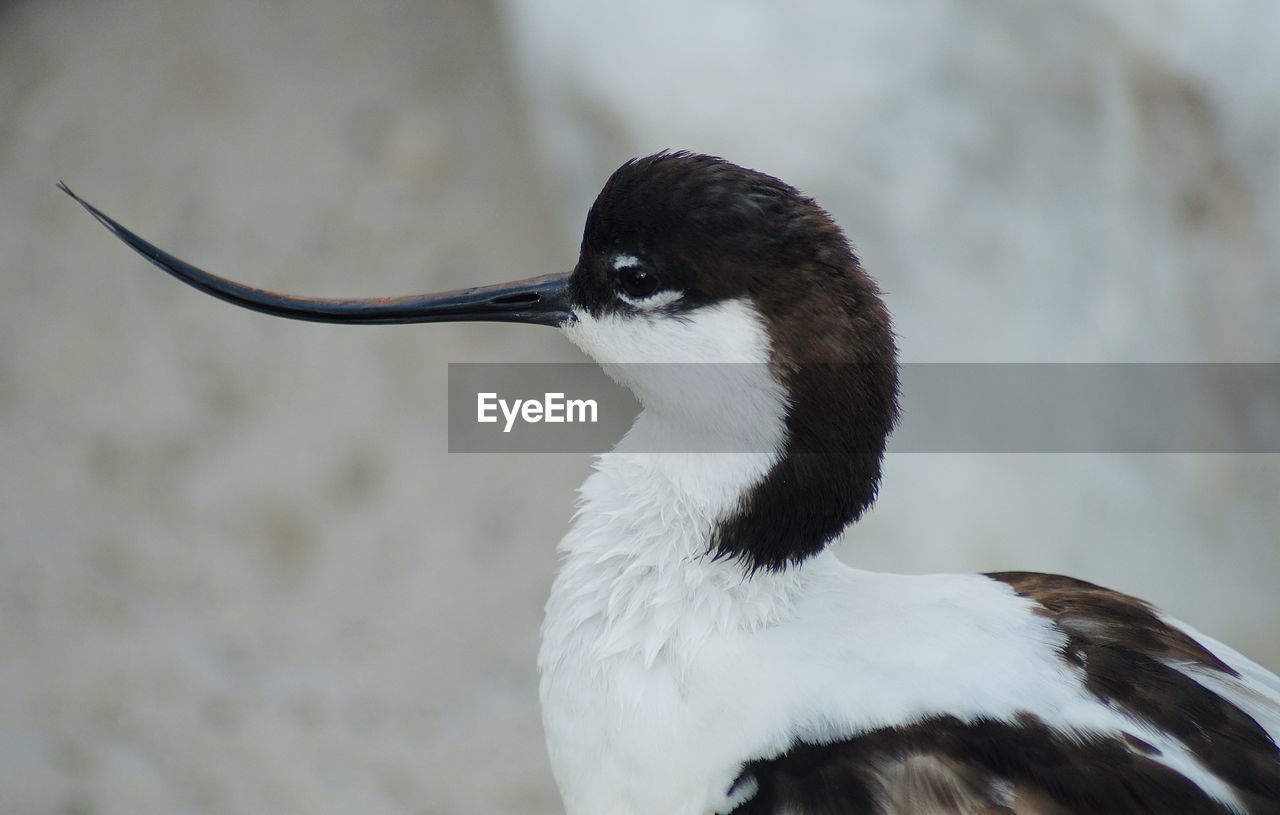 Close-up of pied avocet