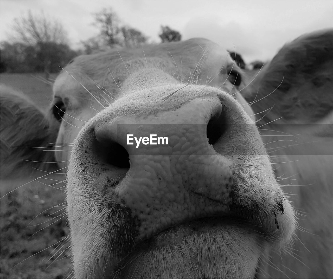 CLOSE-UP PORTRAIT OF COW ON FARM